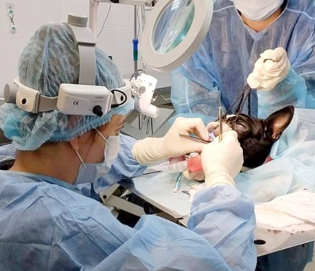 Что такое брахицефалический синдром и почему он опасен для жизни питомца