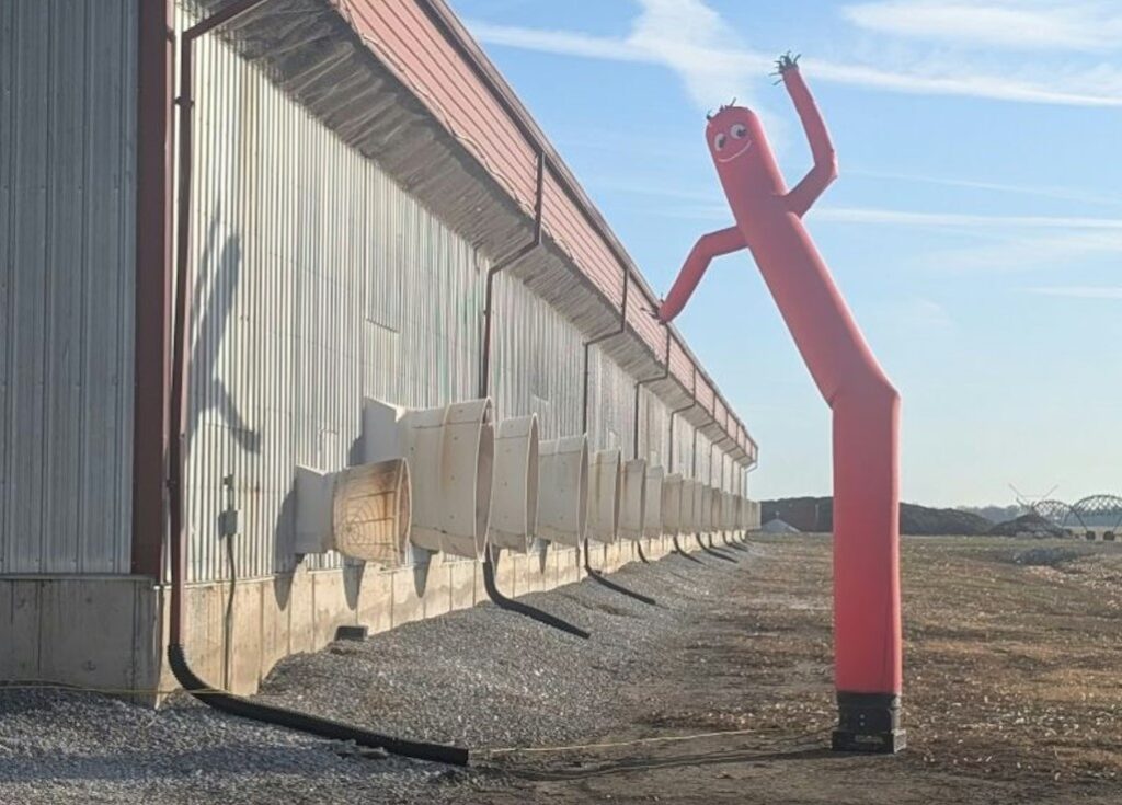 Американская ферма призвала машущих надувных человечков на защиту кур от гриппа птиц