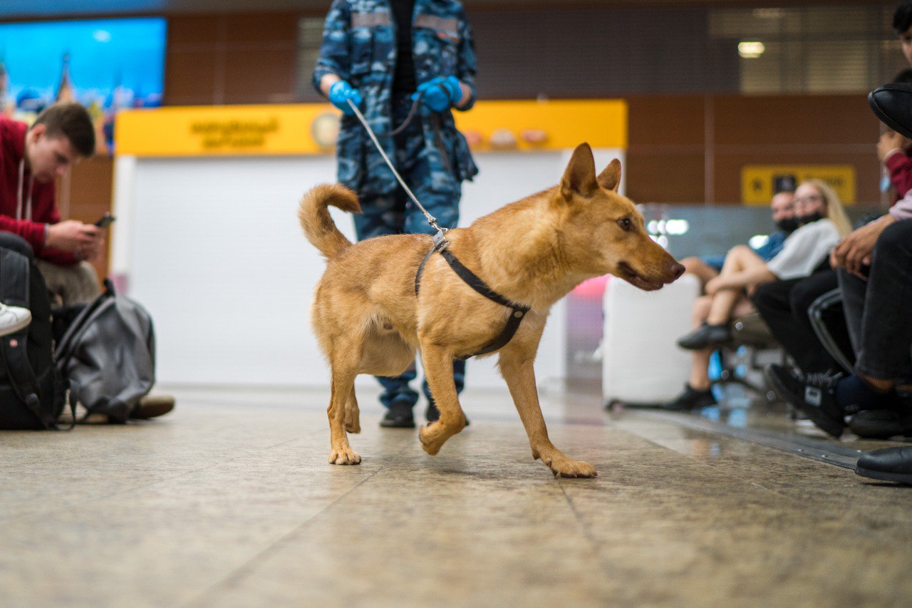 Шалайки: хвостатые детекторы на службе «Аэрофлота»