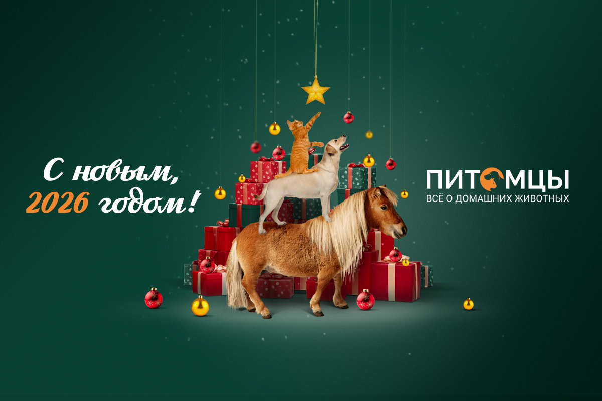 Поздравляем с Новым годом!