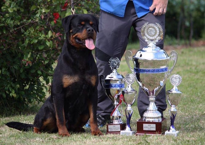 Как вырастить чемпионов мира среди собак: опыт российского питомника
