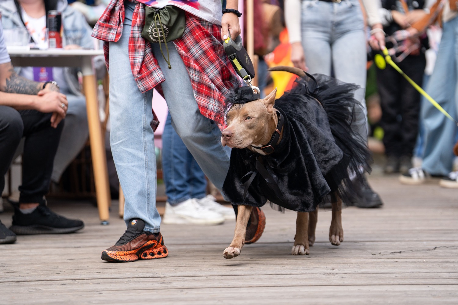 Как меняется спрос на pet-friendly культуру в России, изучают исследователи