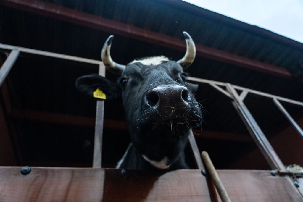 Около 86% поголовья в Новосибирской области изъяли у крупных предприятий