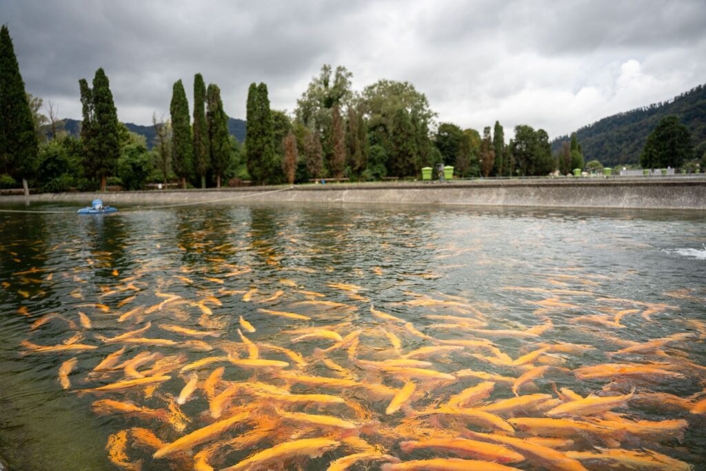 Вакцины для рыб помогают повысить экономическую эффективность хозяйств