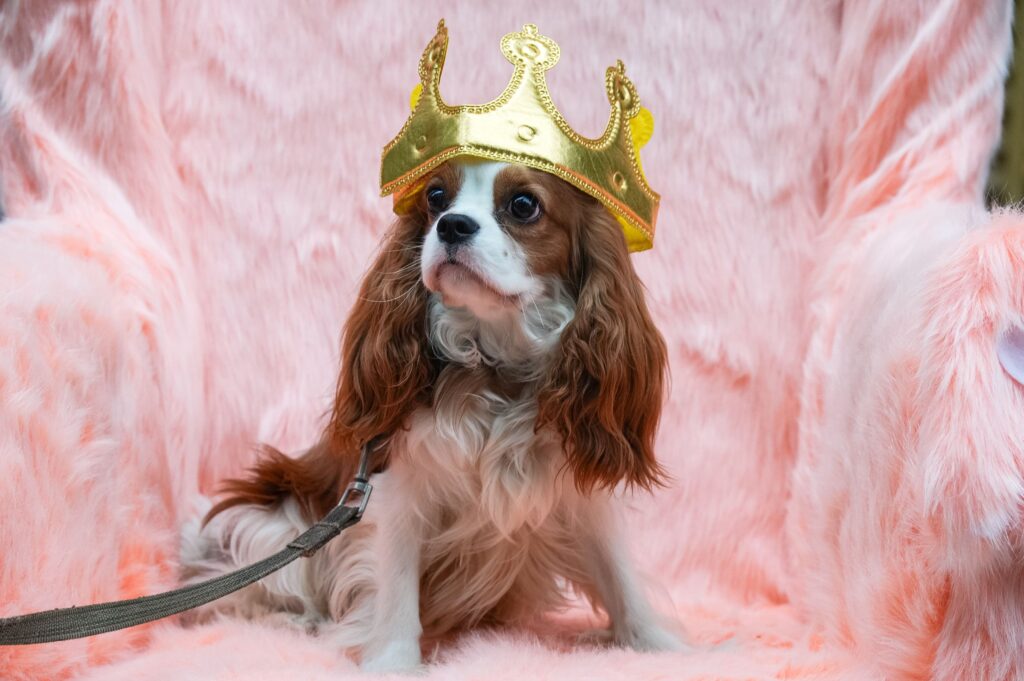 10 декабря — Международный день прав животных