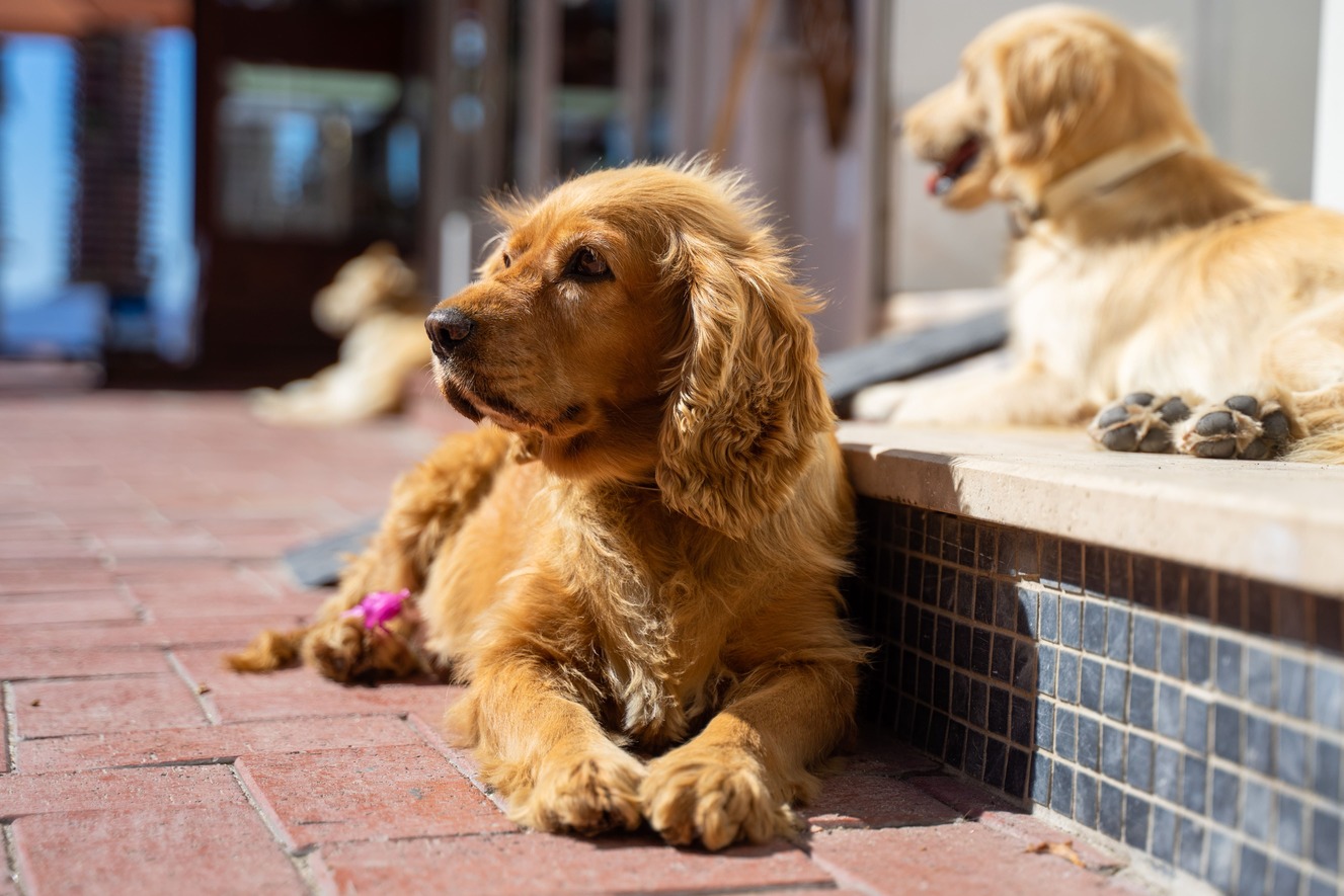 Казань направит более 40 млн рублей на отлов и содержание бездомных собак 