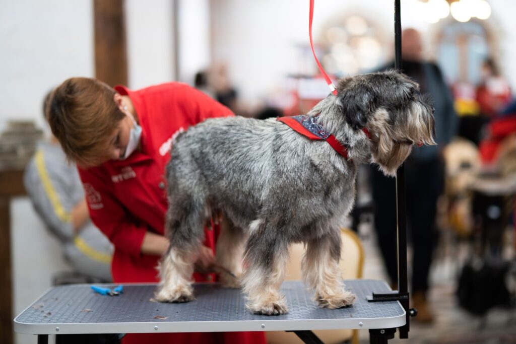 Зоо-отельеры обратились к президенту с просьбой стандартизировать их сферу
