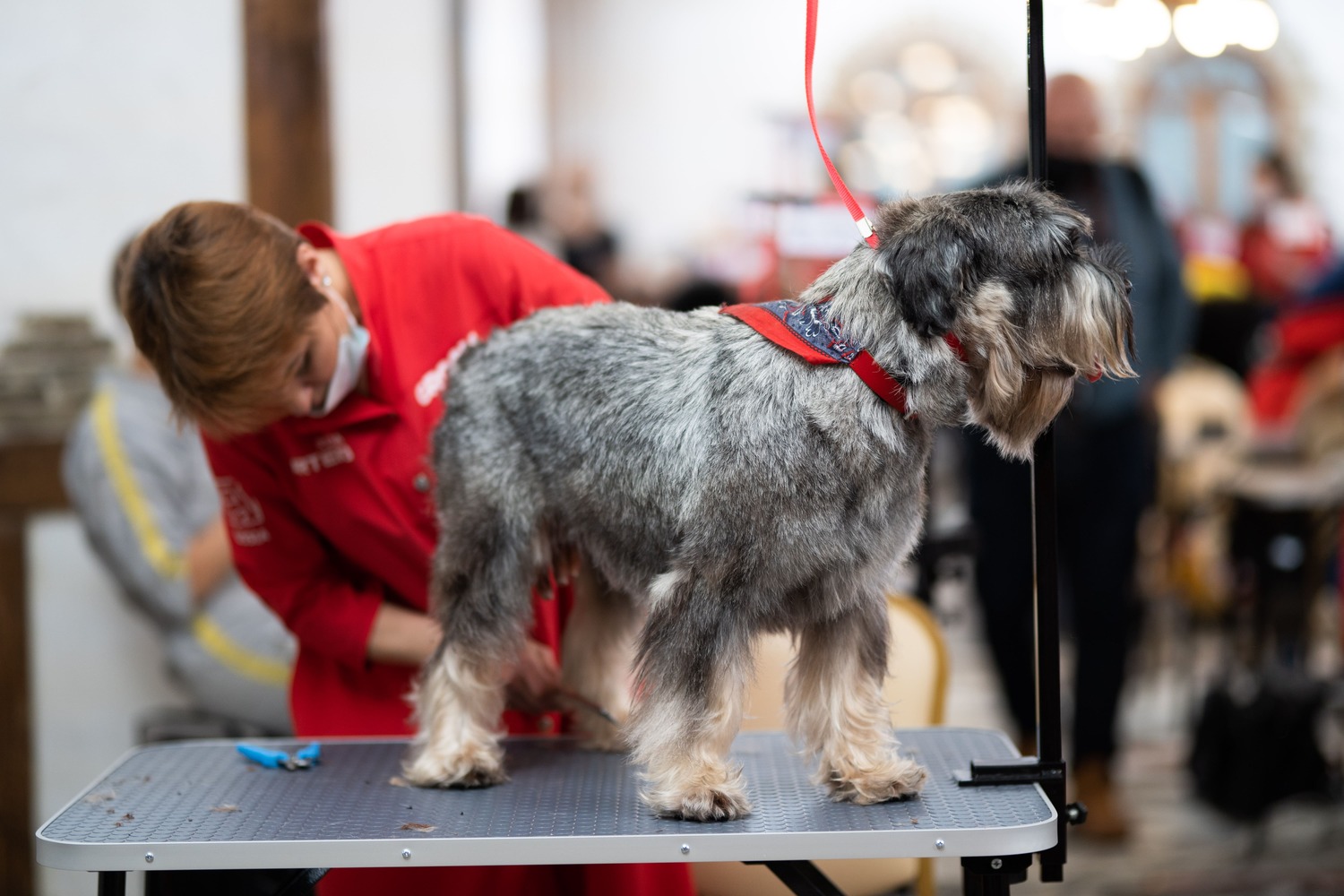 Зоо-отельеры обратились к президенту с просьбой стандартизировать их сферу