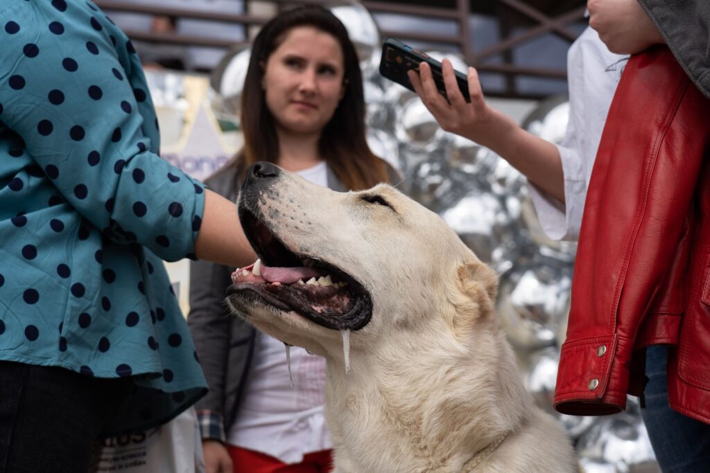 Ученые обнаружили, что люди регулярно ошибаются в чтении эмоций собак