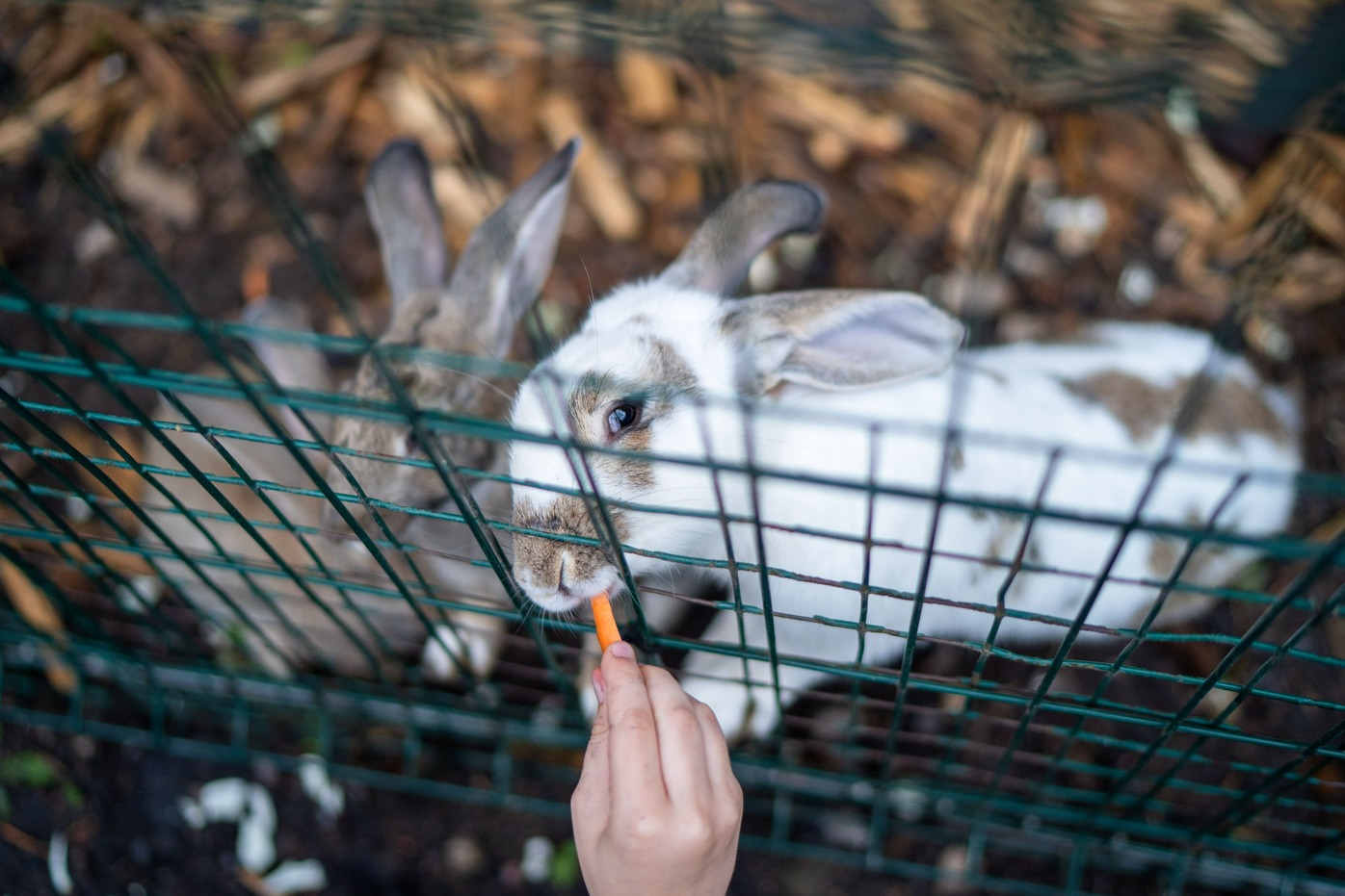 Мосгордума предлагает начать госрегулирование зооклубов