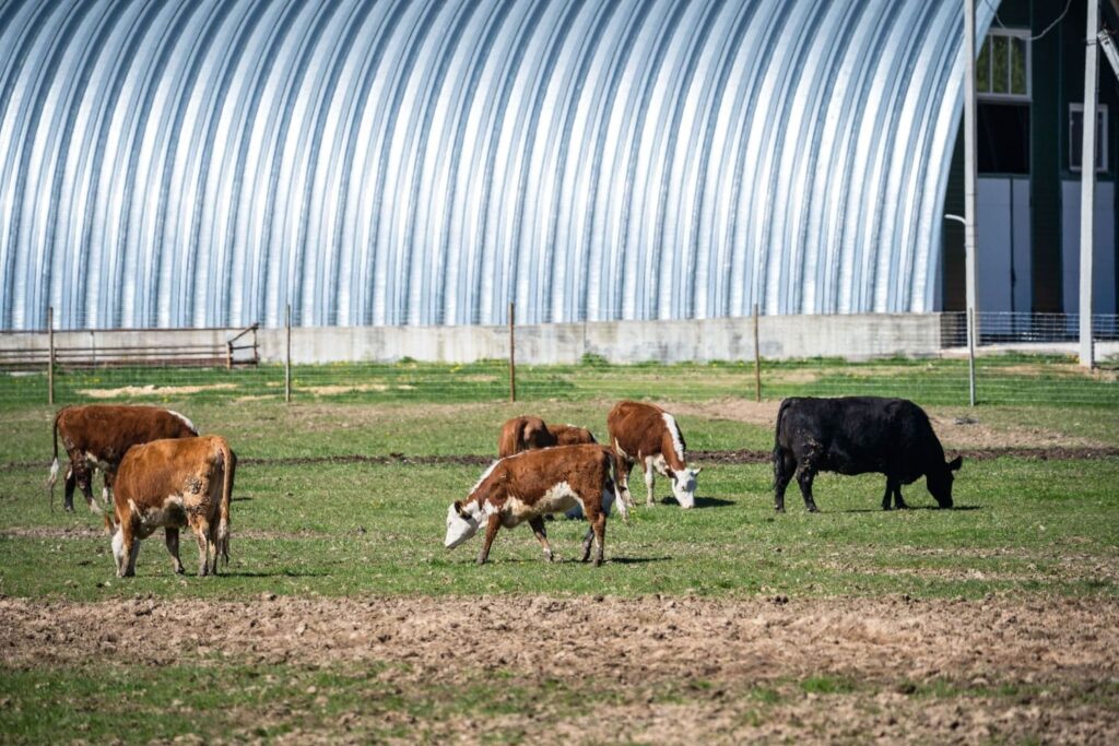ФАО сообщила о росте риска новых болезней животных и возвращении опасных вирусов