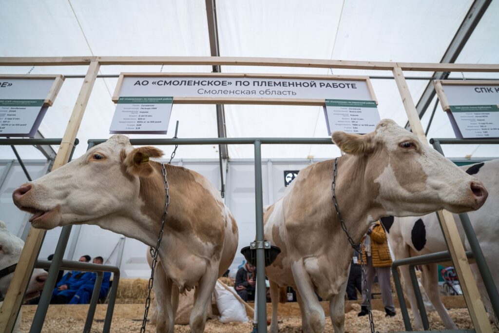 Поголовье крупного рогатого скота на конец ноября снизилось на 3% — Росстат