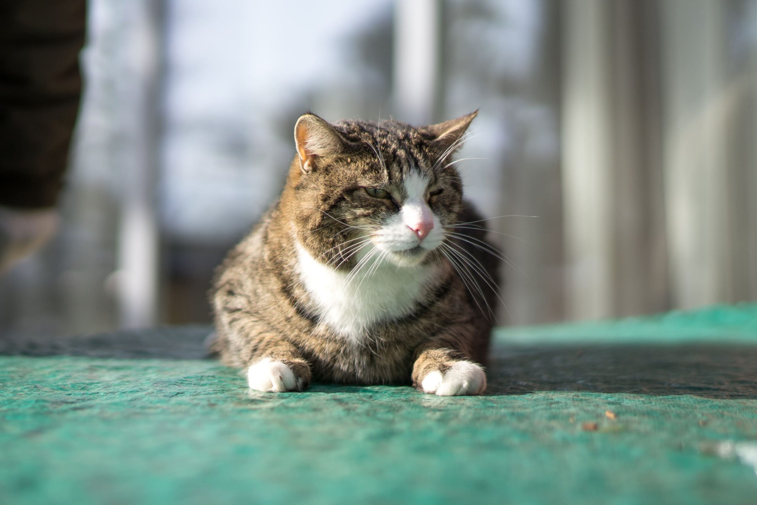 Москвич подал на банкротство после долгов за лечение пожилого кота