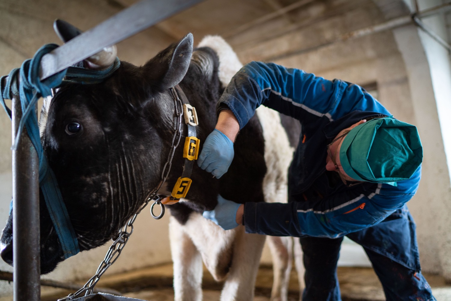 Бурсит у коров: почему возникает и как с ним справиться 