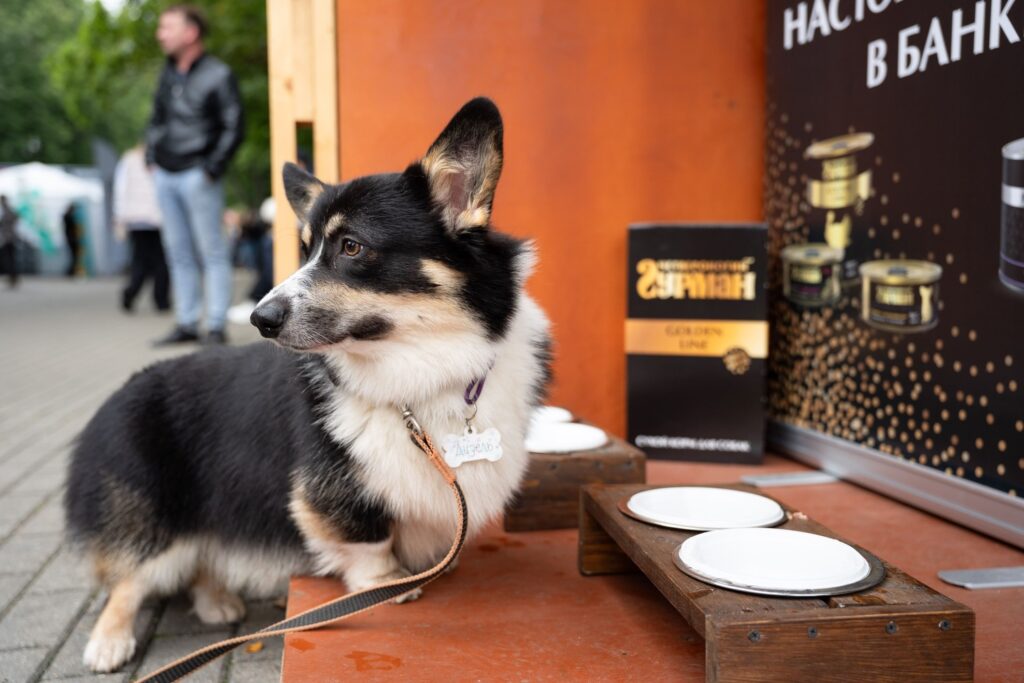 Тренды питания кошек и собак: научный подход, персонализация и новые ингредиенты