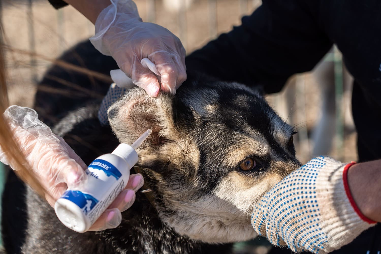 Астрахань потратит 10 млн рублей на отлов и приют для бродячих собак