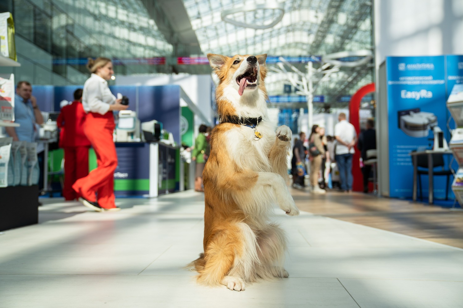 Госдума может уже в январе рассмотреть законопроект о работе заводчиков