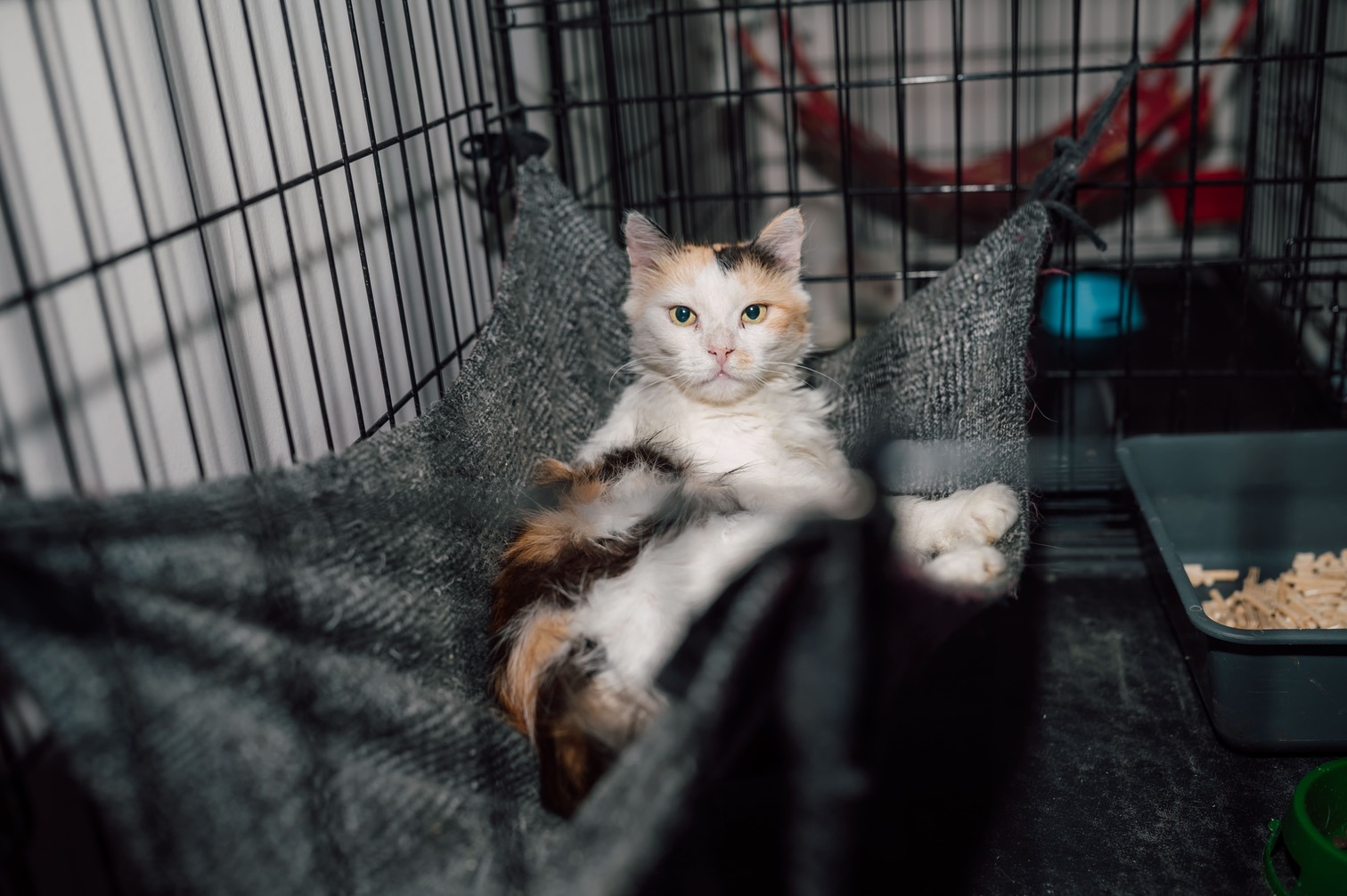 Когда сердце сильнее войны. Как «Кошкин дом» стал островком надежды для питомцев из разрушенных городов