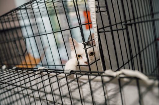 Налоговый вычет для владельцев животных из приютов предложили ввести в РФ