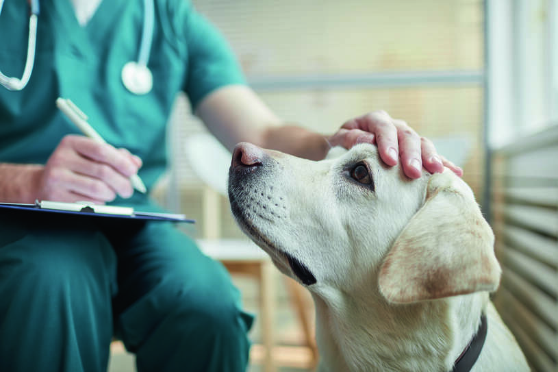 Ученые обнаружили новую опасную инфекцию, передающуюся людям через клещей и собак