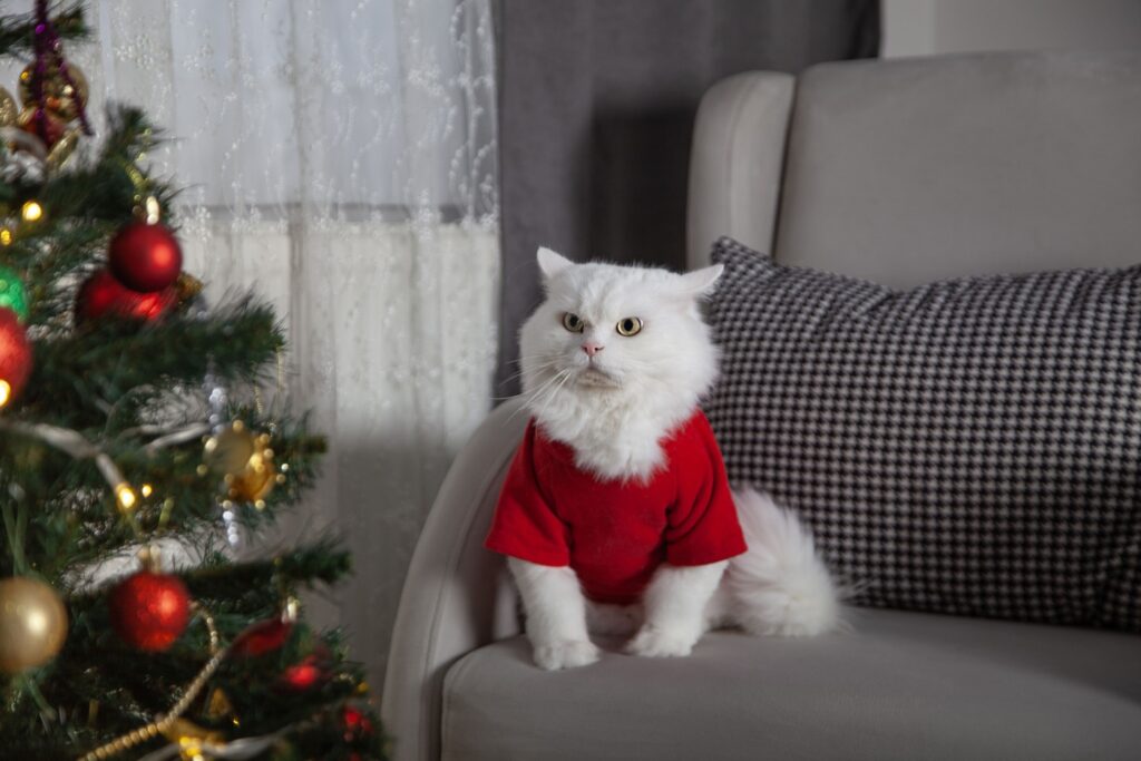 Новый тренд: рождественские траты на питомцев в Британии оказались выше, чем на членов семьи