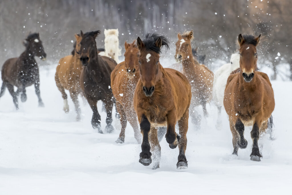 Топ-5 пород лошадей в России: история, характеристики, содержание и нюансы разведения