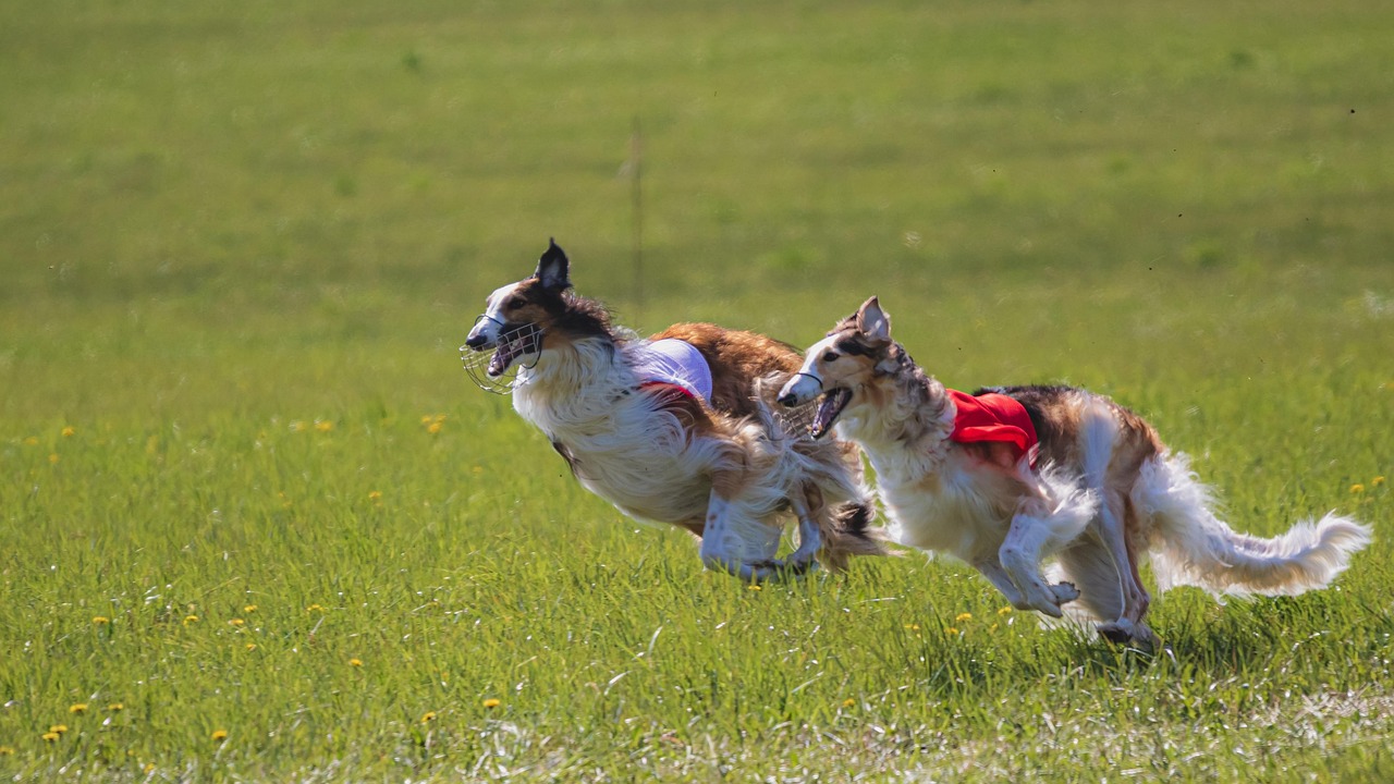 Собачьи бега запретили в Уэльсе: удастся ли организаторам оспорить решение