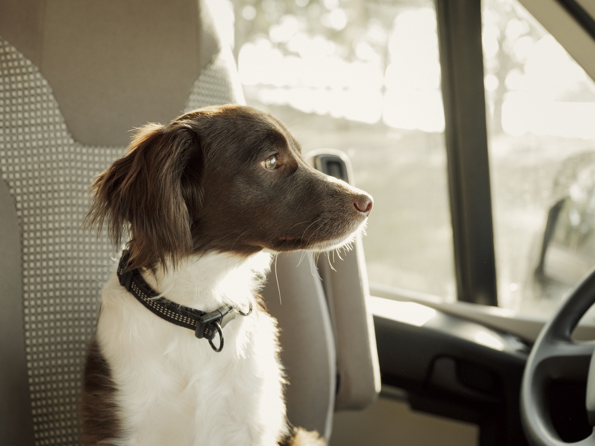 Как перевозить питомцев в автобусах