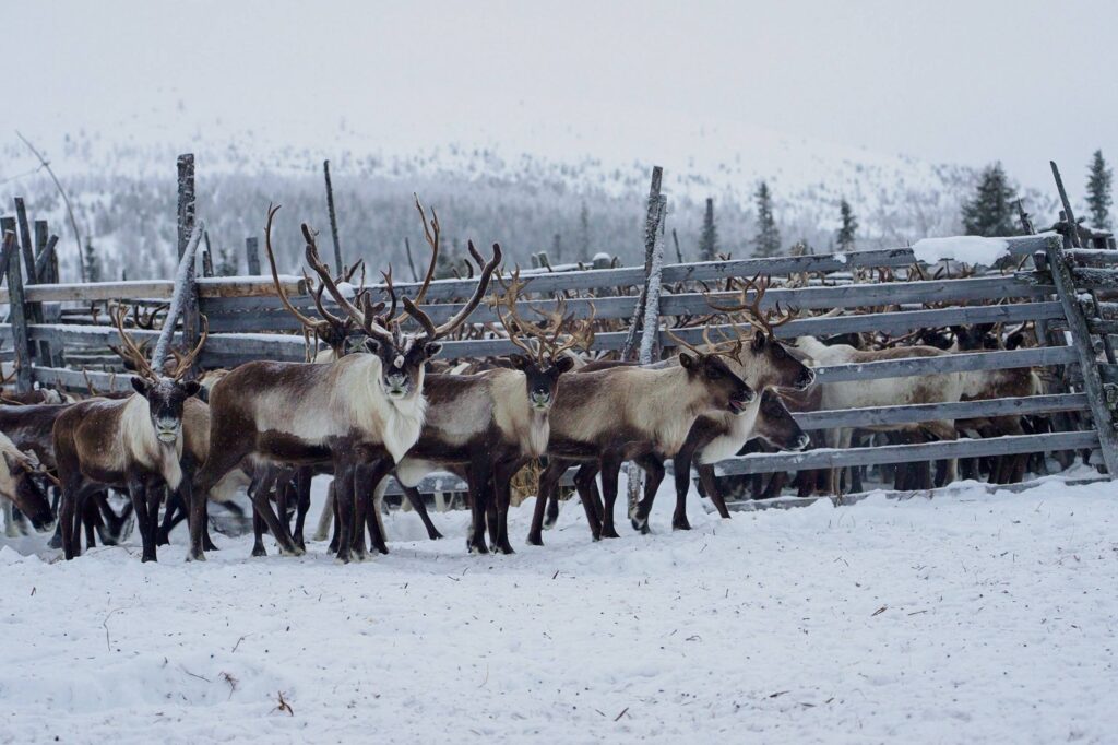 Электронную маркировку 12 тыс. северных оленей начали в Югре
