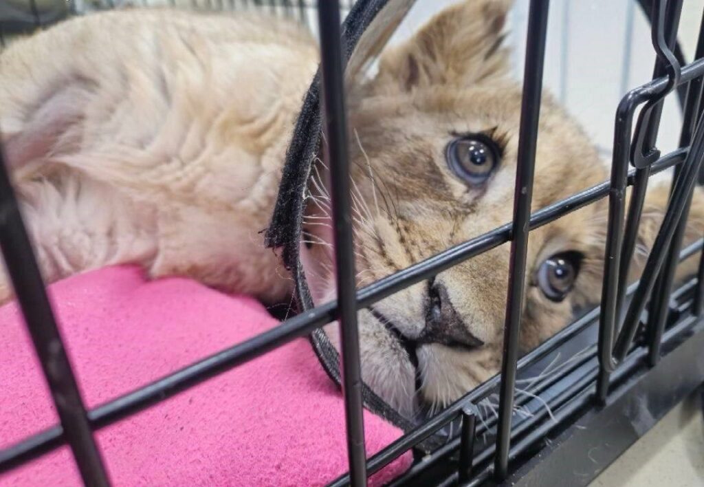 Прокуратура занялась делом больного львенка из «Москва-Сити»