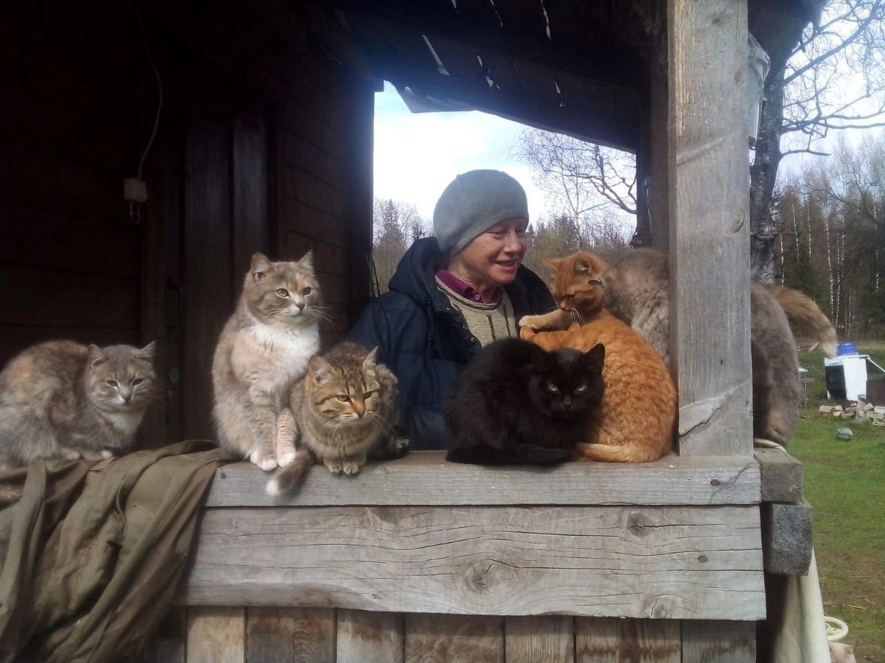 Бабушка для кошки: тверские зоозащитники поделились опытом помощи животным