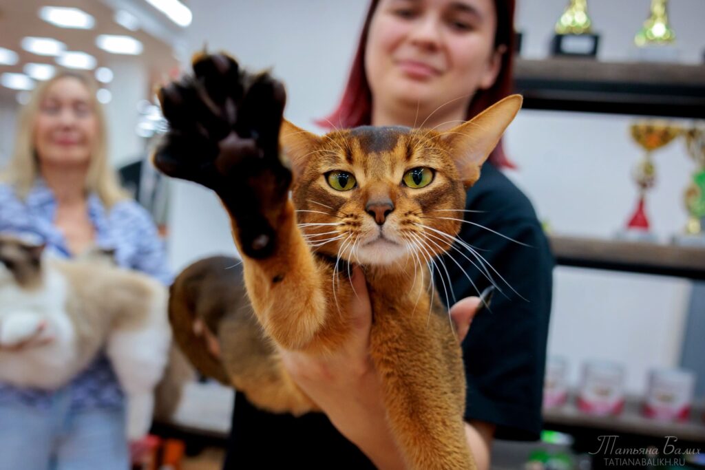 Абиссинец из России возглавил рейтинг лучших котов мира в 2025 году по версии WCF