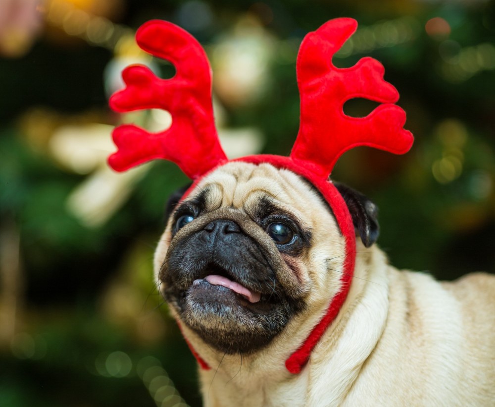 Это пугает мою собаку: британцы протестуют против запуска фейерверков в праздники