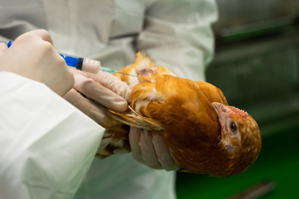 Как достичь максимального иммунного ответа у птицы при вакцинации против болезни Ньюкасла