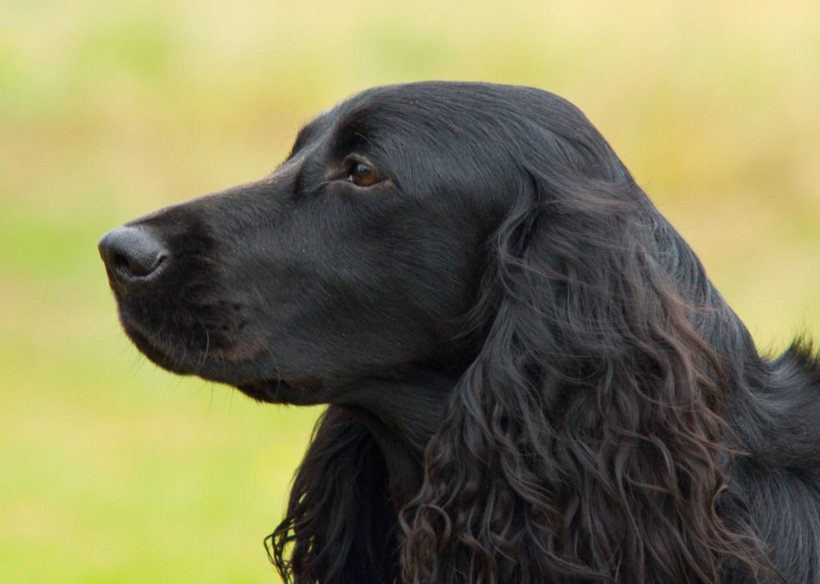 РКФ: 2026 год будет посвящен русскому охотничьему спаниелю