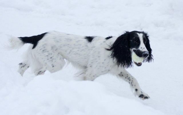Русский охотничий спаниель — верный охотник и преданный друг