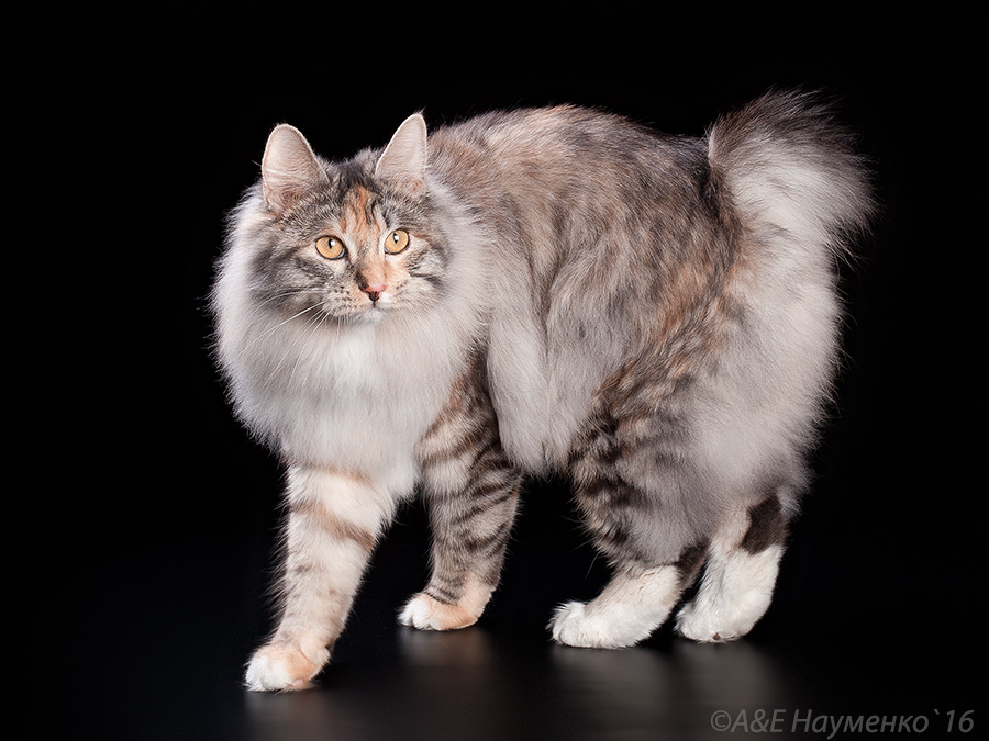 Четыре российские кошки и кот стали лучшими в мире среди ветеранов по версии WCF