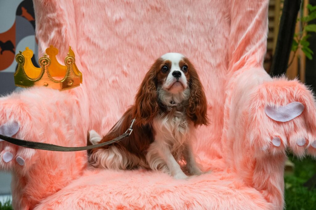 Каким собакам действительно нужны ступеньки для дивана