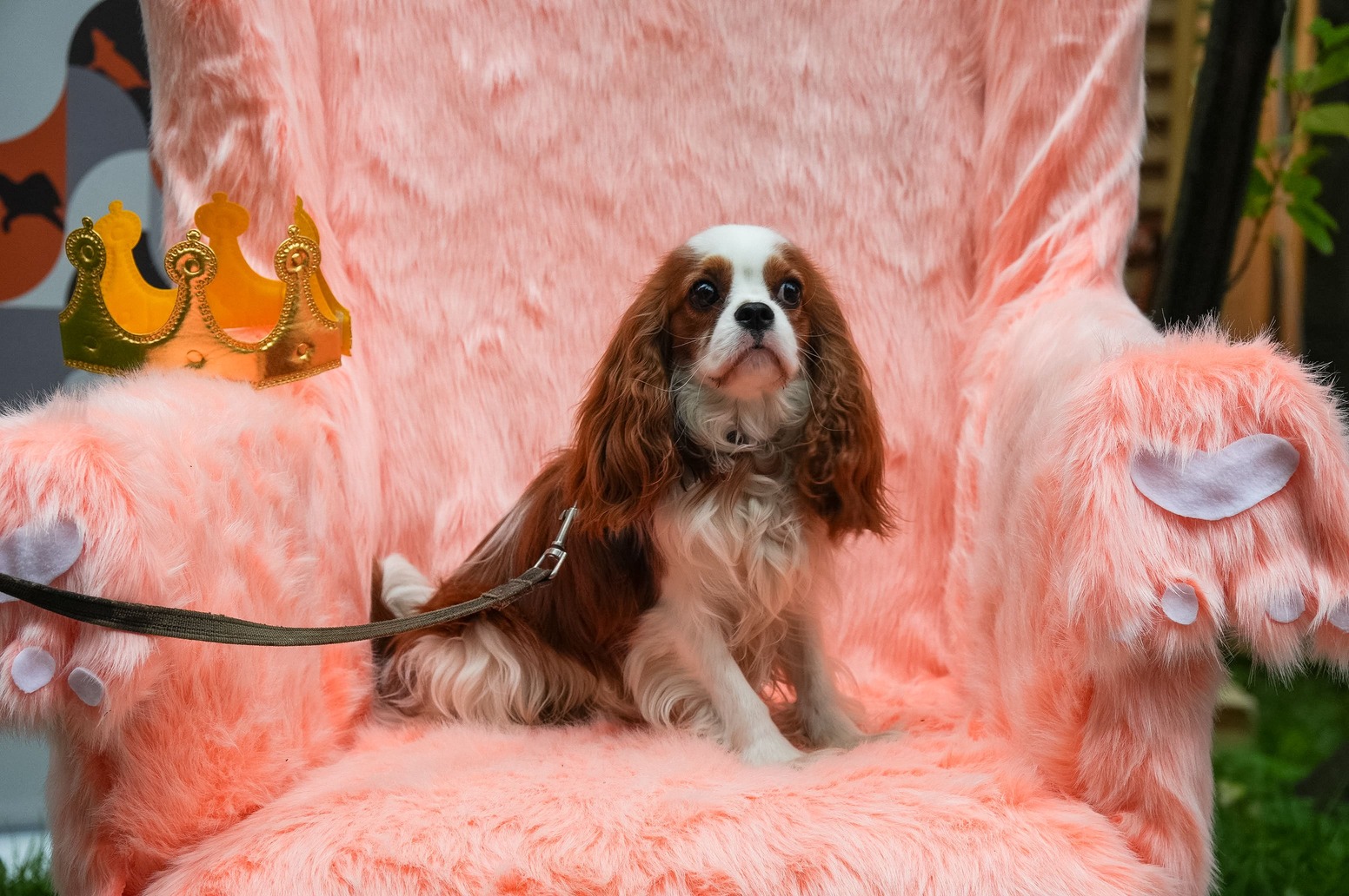 Каким собакам действительно нужны ступеньки для дивана