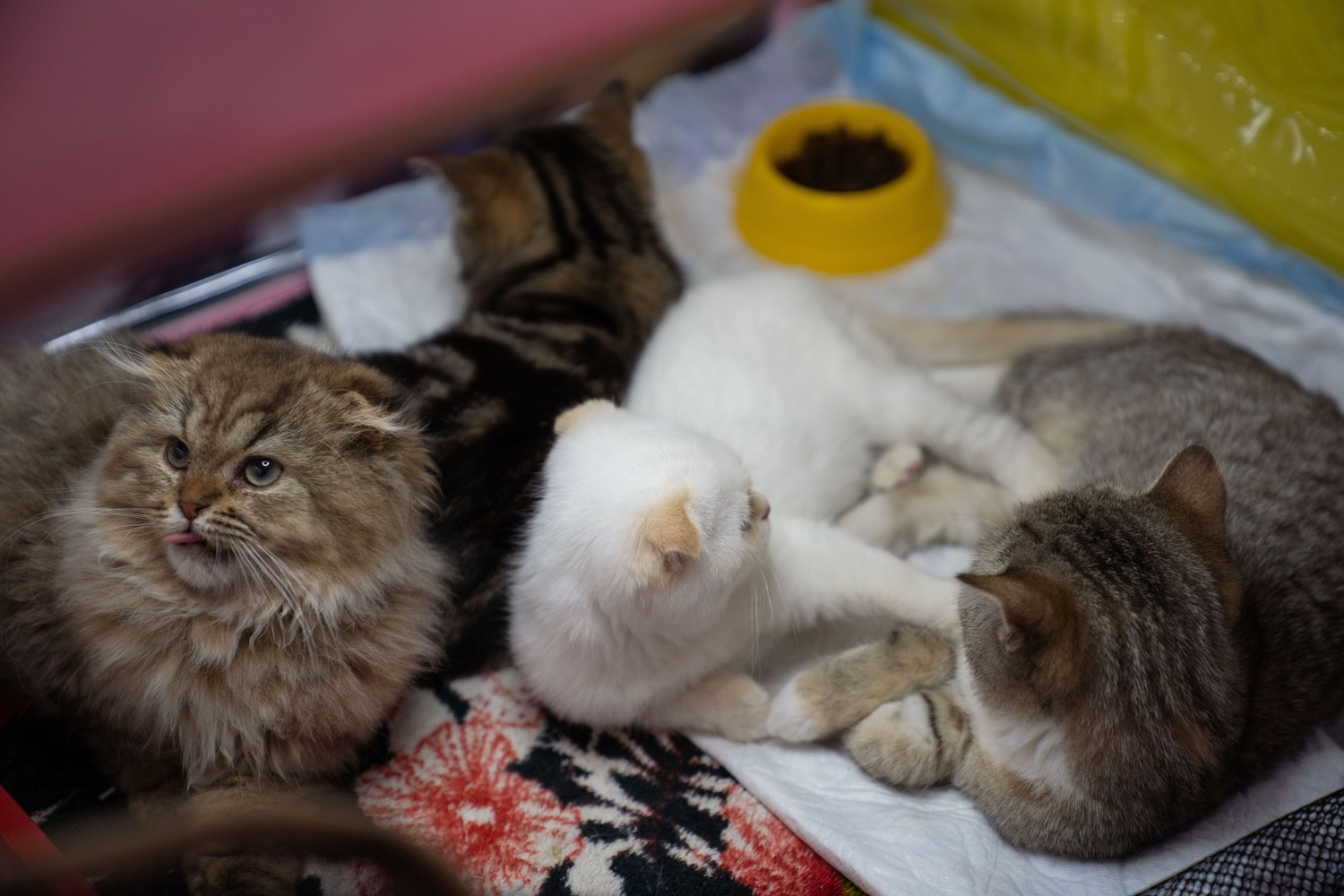 Законопроект о лимитах на кошек и собак в квартирах могут рассмотреть в январе