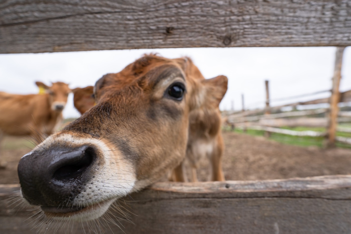 Коровы впервые не смогут принять участие в парижской выставке из-за заразной болезни