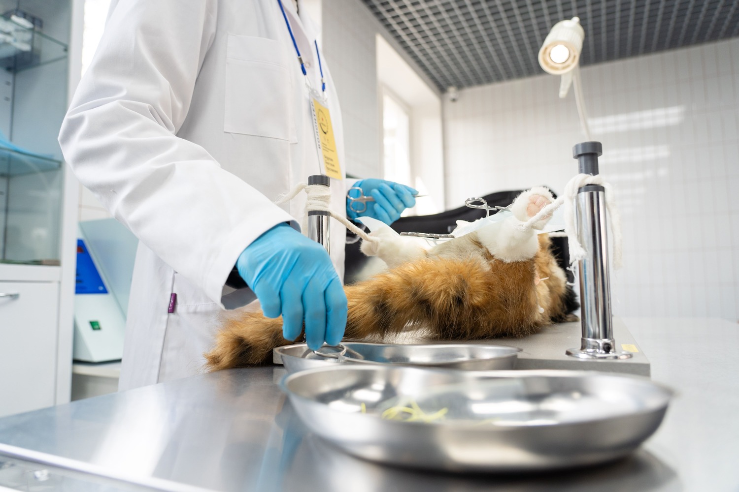 Беларусь планирует вернуть лицензирование ветеринарных услуг 