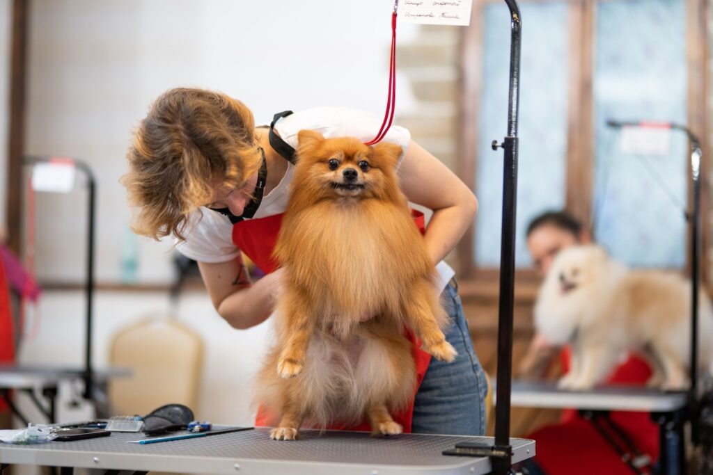 Немецкий шпиц: универсальный компаньон и лидер рейтинга РКФ-2025