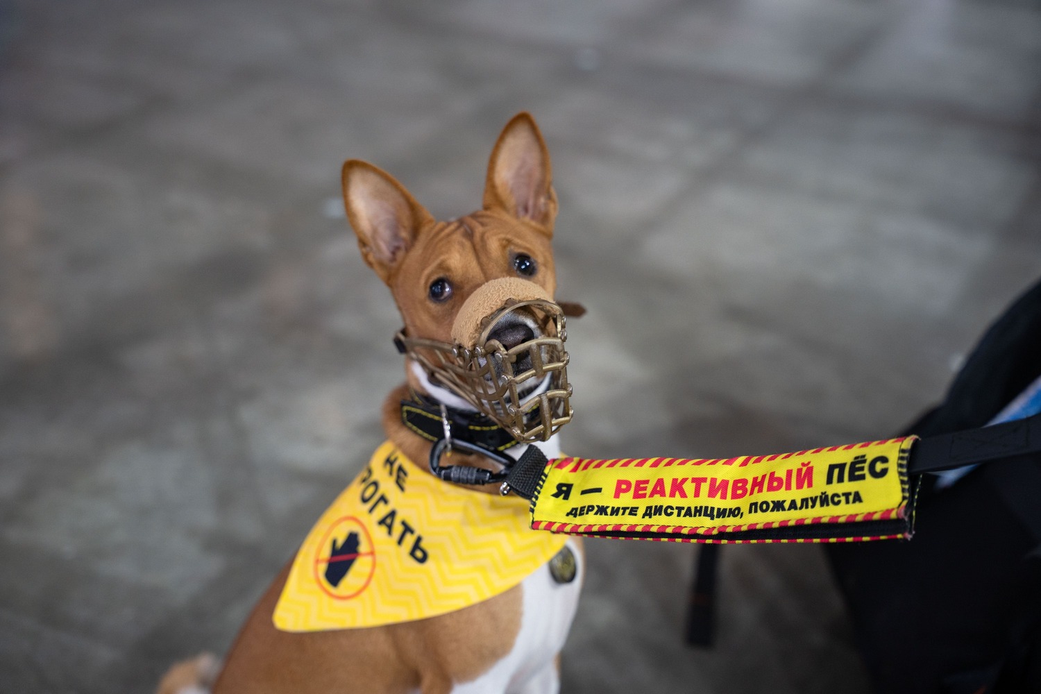 Депутаты предложили запретить использовать питомцев в качестве залога