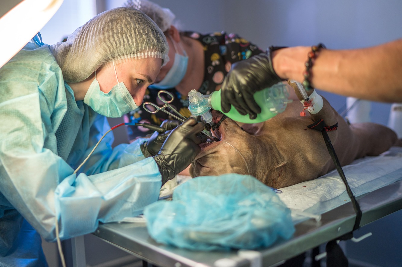 Мобильный ветеринарный госпиталь создают для Донбасса и Новороссии