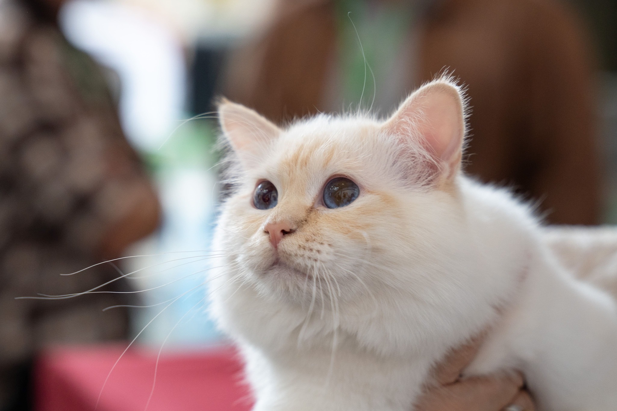 Кошка набрала лишний вес: с чего начать и как худеть безопасно