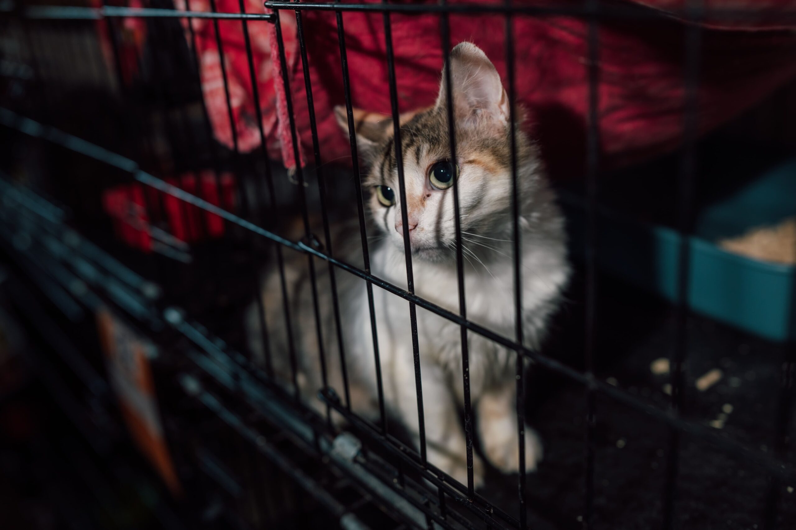 Суды отказали москвичке в возврате денег за котенка, купленного через интернет 