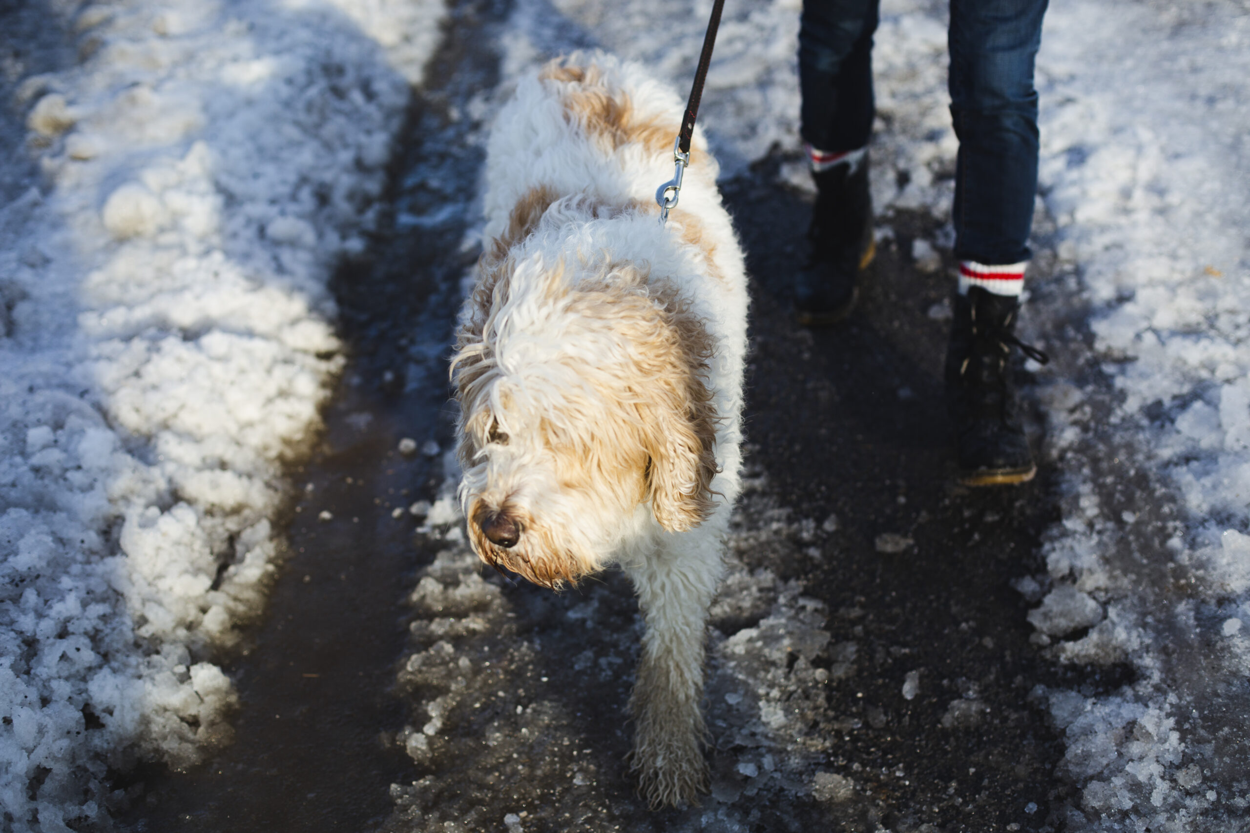 Петербургский депутат инициировал меры по защите животных от воздействия реагентов