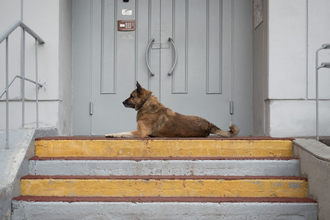 Социальный проект по бесплатной кастрации и чипированию питомцев запустили в Уфе 