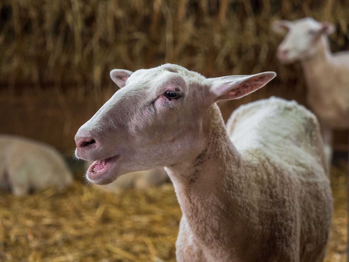 Оспа овец и коз добралась до Северной Македонии